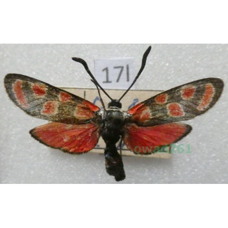 Zygaena carniolica (Scopoli, 1763) Czech17l